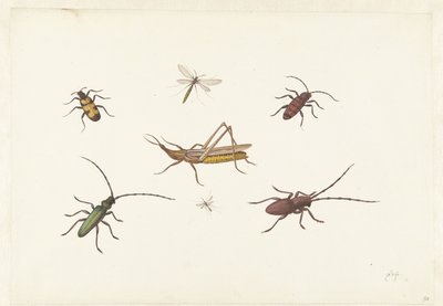 Blad met zeven verschillende insecten door Pieter Withoos