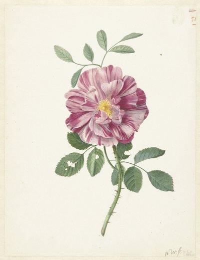 Gallic Roos (Rosa gallica L. 