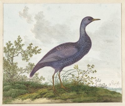 Spotted Crake (Porzana porzana)? door Pieter Withoos
