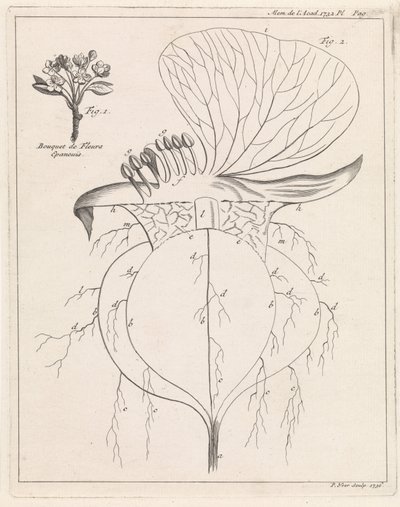 Doorsnede van een bloem door Pieter Yver