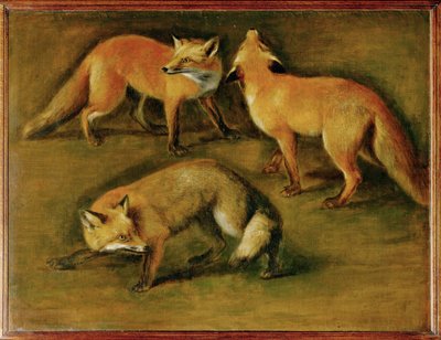 Een vos (schilderij op canvas) door Pieter or Peter Boel