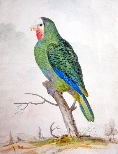 Een papegaai in een landschap door Pieter the Younger Holsteyn