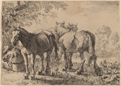 Drie paarden in een veld door Pieter van Laer