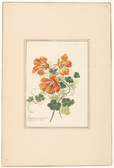 Takken van een Tropaeolum en een viooltje door Pieter van Loo (attributed to)