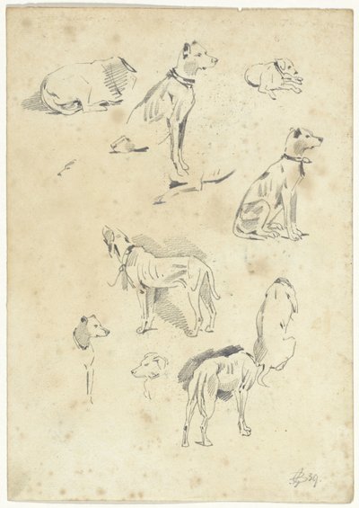 Studies van honden door Pieter van Loon
