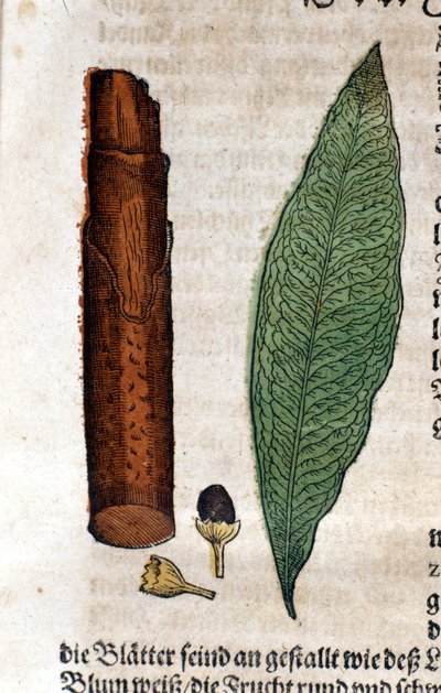 Cinnamoma. Gravure - in 