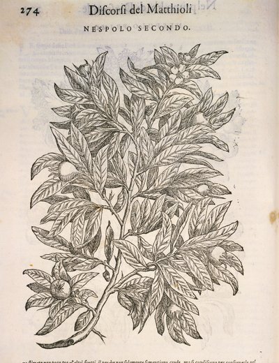 Mispel (Mespilus germanica), gravure door Pier Andrea Mattioli door Pietro Andrea Mattioli