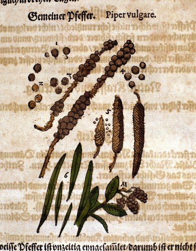 Zwarte peper. Gravure - in 