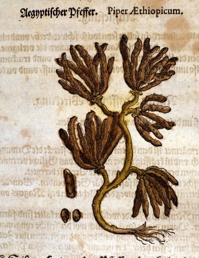 Ethiopische peper. Gravure - in 