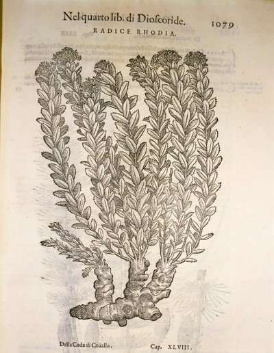 Goudwortel of Rozenwortel (Rhodiola rosea), gravure door Pier Andrea Mattioli door Pietro Andrea Mattioli