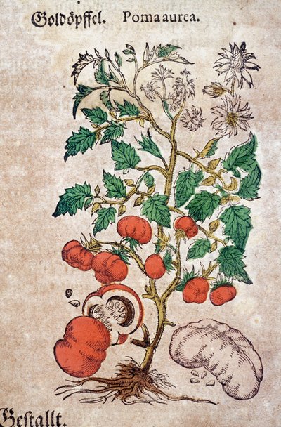 Herbarium: botanische planoma aureache die een tomatenplant (Caulis floridus) voorstelt. Gravure in "Kreutterbuch Des Hochgelehrten unnd weitberuhmten Herrn D. Petri Andreae Matthioli" door Pietro Andrea Mattioli (Matthiole) door Pietro Andrea Mattioli