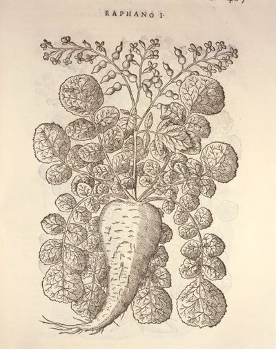 Mierikswortel (Armoracia rusticana), gravure door Pier Andrea Mattioli door Pietro Andrea Mattioli