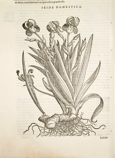 Iris (Iride domestica), gravure door Pier Andrea Mattioli door Pietro Andrea Mattioli