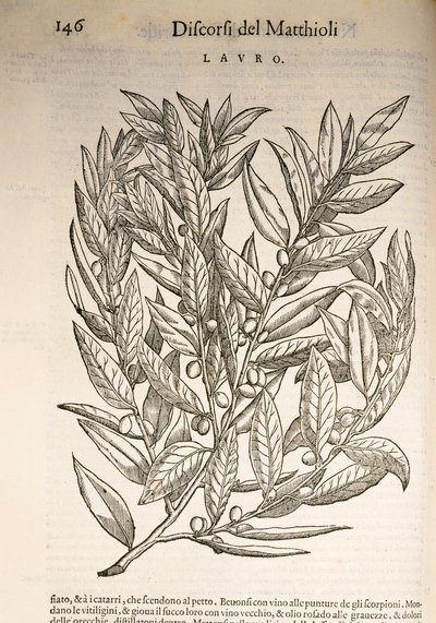 Laurier (Laurus), gravure door Pier Andrea Mattioli door Pietro Andrea Mattioli