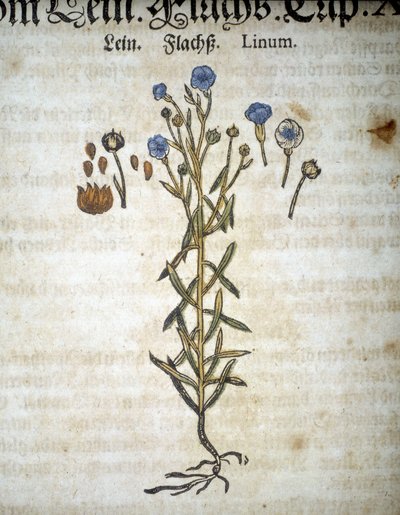 Lin of Linum - In 