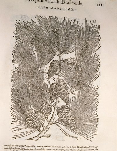 Zee-den (Pinus pinaster), gravure door Pier Andrea Mattioli door Pietro Andrea Mattioli