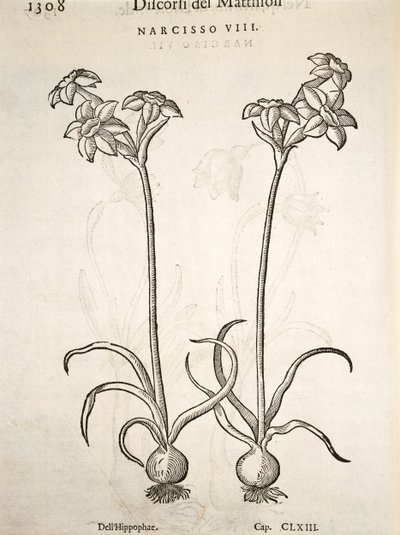 Narcis, gravure door Pier Andrea Mattioli door Pietro Andrea Mattioli