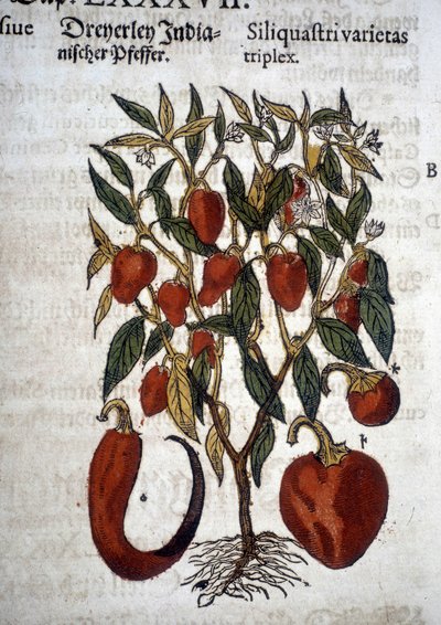 Peper of Siliquaftri varietas triplex - In 