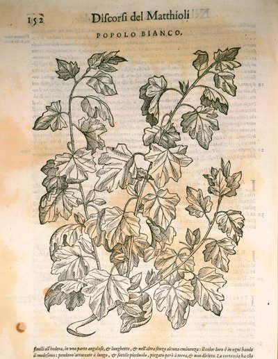 Populier (Populus), gravure door Pier Andrea Mattioli door Pietro Andrea Mattioli