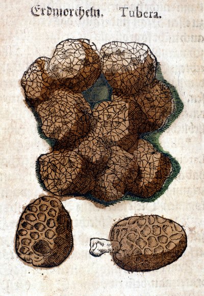 Aardappel of aardappel. Gravure - in 