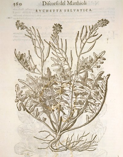 Rucola (Eruca sativa), gravure door Pier Andrea Mattioli door Pietro Andrea Mattioli