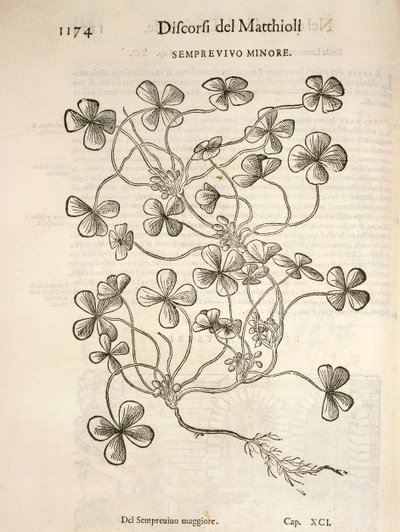 Sempervivum (Semprevivo minore), gravure door Pier Andrea Mattioli door Pietro Andrea Mattioli