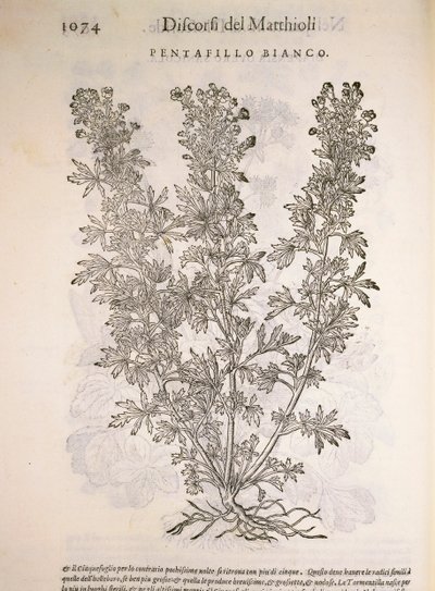 Zilverkruid (Potentilla alba), gravure door Pier Andrea Mattioli door Pietro Andrea Mattioli