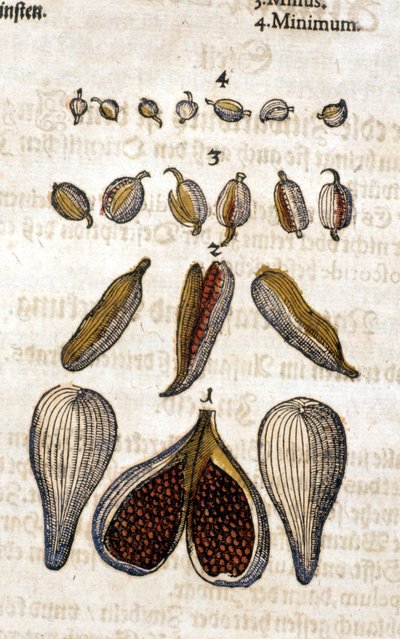 De kardemom. Gravure - in "Kreutterbuch Dess Hochgelehrten unnd weitberuhmten Herrn D. Petri Andreae Matthioli" door Pietro Andrea Mattioli. Frankfurt door Pietro Andrea Mattioli