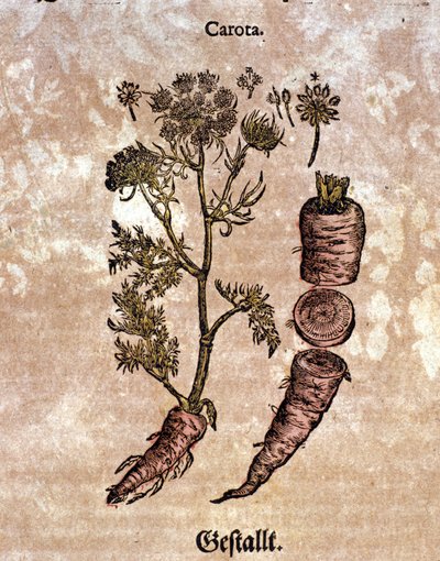 De wortel. Gravure in 