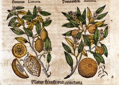 De citrus. Sinaasappel- en citroenboom. Gravure - in "Kreutterbuch Dess Hochgelehrten unnd weitberuhmten Herrn D. Petri Andreae Matthioli" door Pietro Andrea Mattioli. Frankfurt door Pietro Andrea Mattioli