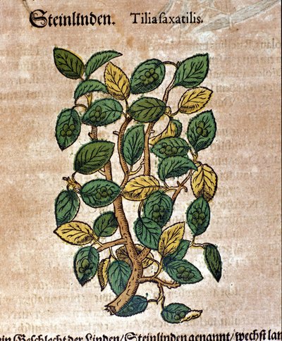 De lindeboom. Gravure - in 