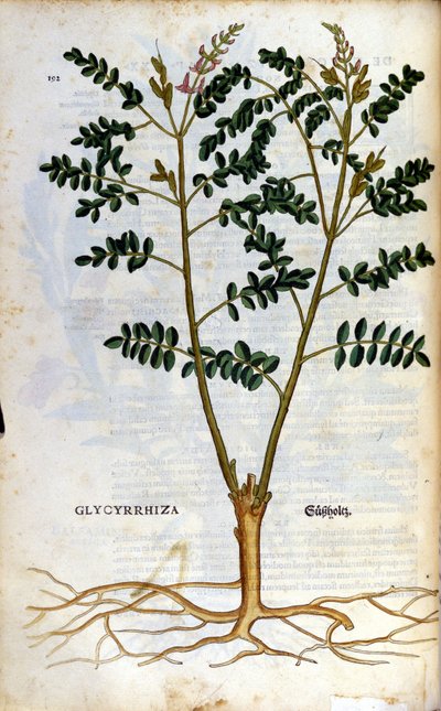 De zoethout. Gravure - in 