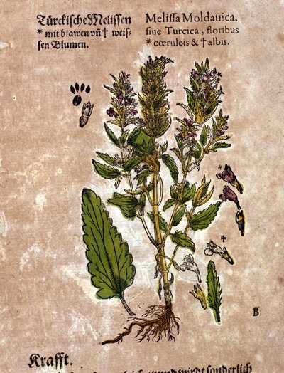 De melisse. Gravure - in 