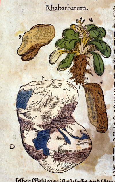 De rabarber. Gravure - in 
