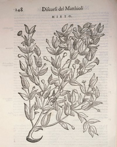 Ware mirte (Myrtus communis), gravure door Pier Andrea Mattioli door Pietro Andrea Mattioli