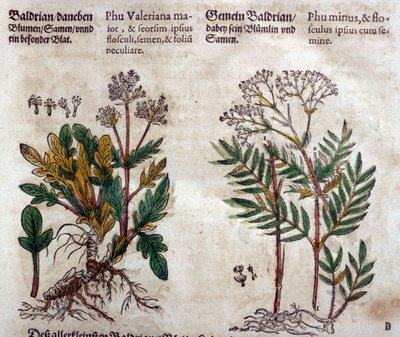 Valeriaan: twee soorten met plantbeschrijving door Pietro Andrea Mattioli