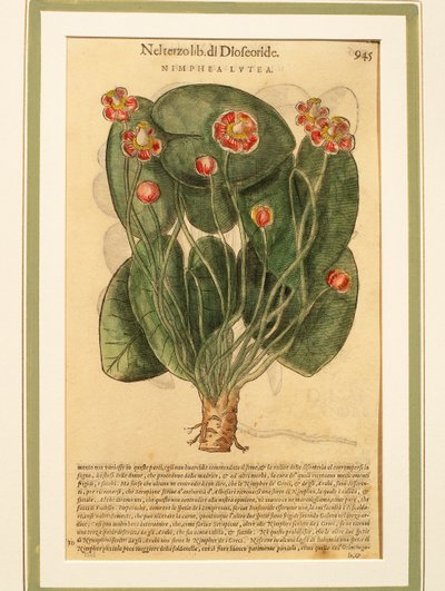 Gele Waterlelie (Nymphaea lutea), gekleurde gravure door Pietro Andrea Mattioli