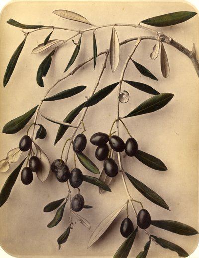 Olijven, 1870s door Pietro Guidi