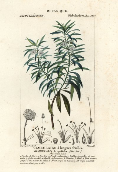 Bolmargriet, Globularia salicina door Plee Plee