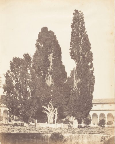 Oude cipressen in het kartuizerklooster, Rome, 1853-1856 door Possibly by Jane Martha St. John.