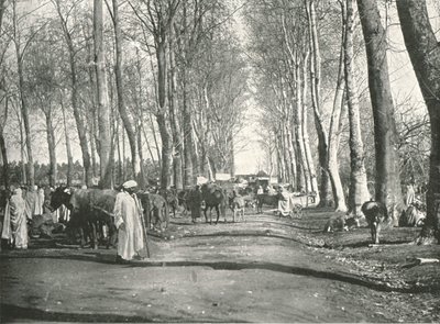 Arabische markt en beurs, Boufarik, Algerije door Poulton and Co