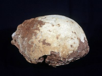 Ei toegeschreven aan Hypselosaurus Priscus: grote dinosaurus (ongeveer 12 m) herbivoor uit het late Krijt (-65 miljoen jaar) gevonden in de Provence. Natuurhistorisch Museum van Aix en Provence door Prehistoric Prehistoric