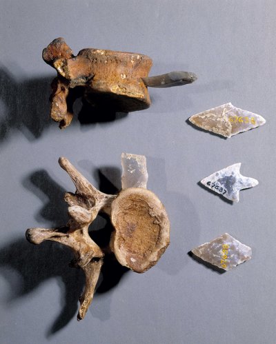 Vuursteen met prehistorisch bot in, Museum van Nationale Oudheden door Prehistoric Prehistoric