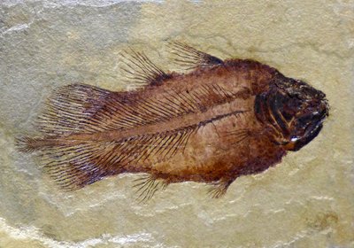 Fossiele voetafdruk van de Carboon coelacanth door Prehistoric Prehistoric