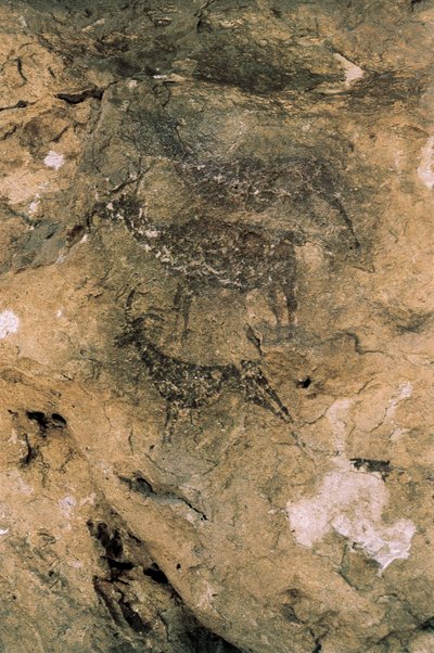 Mesolithische rotstekeningen: Herten en geiten (8000-7000 v.Chr.), Spanje, Bicorp, La Arana-grot door Prehistoric Prehistoric