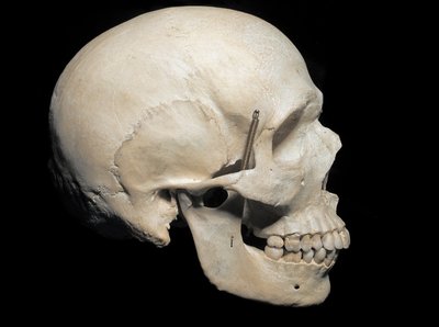 Paleontologie: Schedel van Homo sapiens, Museo Civico di Storia Naturale, Milaan door Prehistoric Prehistoric