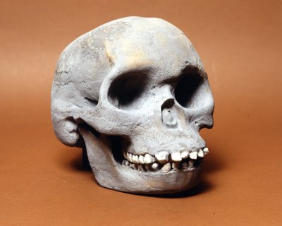 Piltdown-mens: de schedel van een primitieve mens door Prehistoric Prehistoric