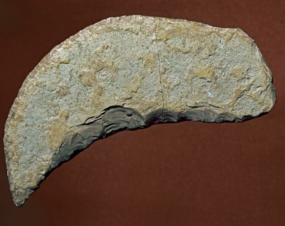 Prehistorie: chopper-type gereedschap van lithische productie van Kjokkenmoddinger, Denemarken. Paleolithicum. Verona, Museo Civico di Storia Naturale, Italië door Prehistoric Prehistoric