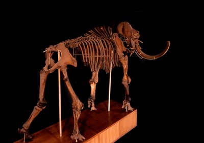 Prehistorie, dinosaurus: mammoetskelet, Parijs, natuurhistorisch museum door Prehistoric Prehistoric