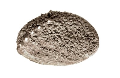 Prehistorische kunst: schelp fossiel. Uit de grot van La Riera, Barcelona door Prehistoric Prehistoric